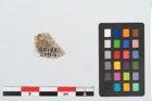 Foto von Beingriffplatte (NHMW-PRAE-026173)